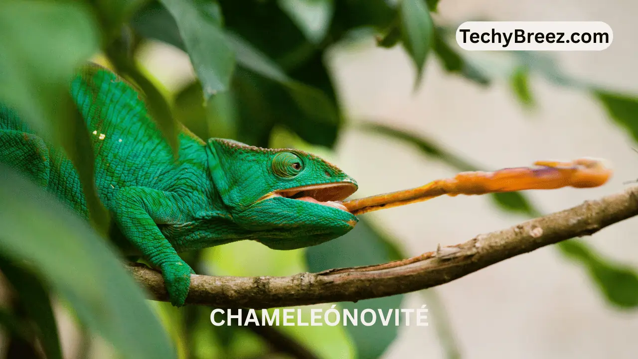 chameleónovité