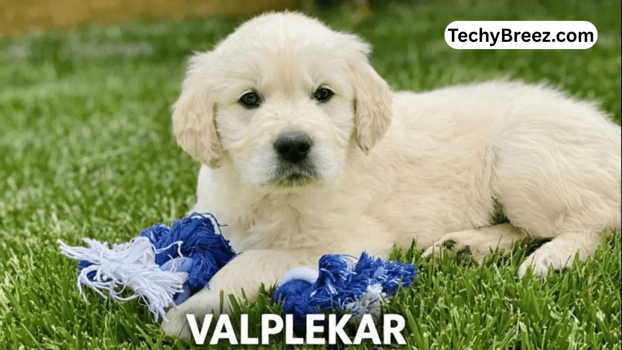 valplekar